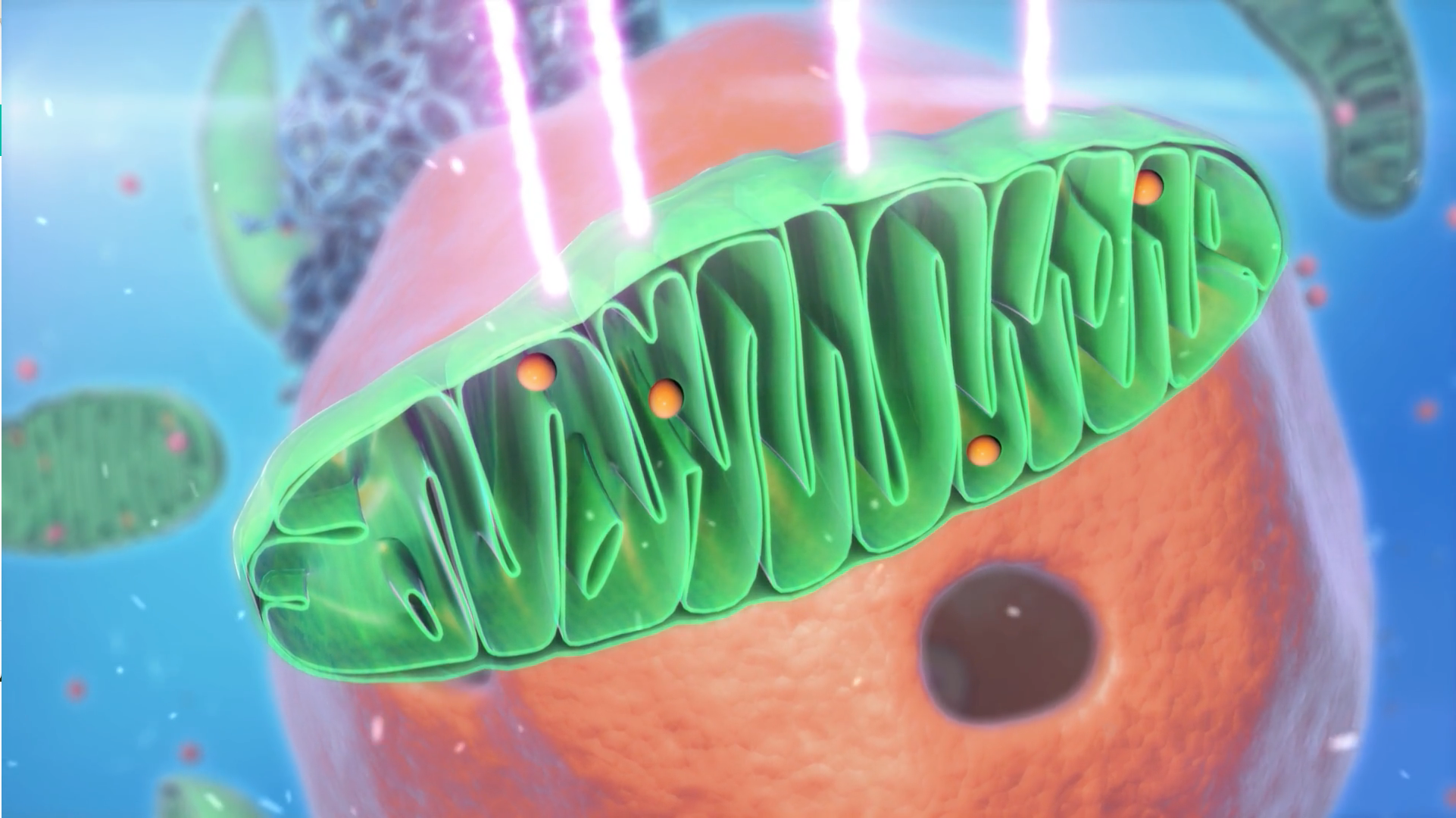 CureWave Lasers HILT Technology - Mitochondria